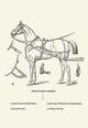 Single Harness Horse - Canvas Poster 20" x 30"