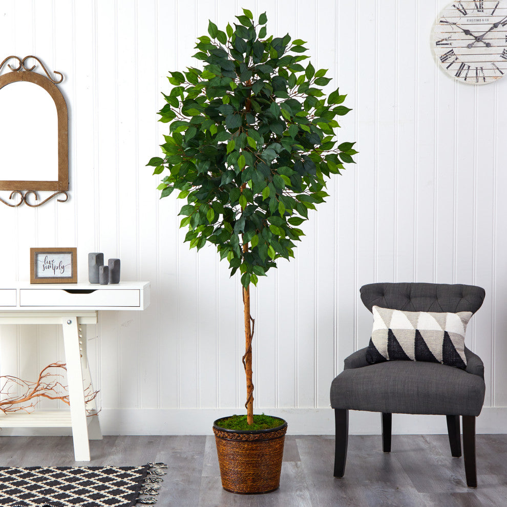 6.5' Ficus Artificial tree, Wicker Planter