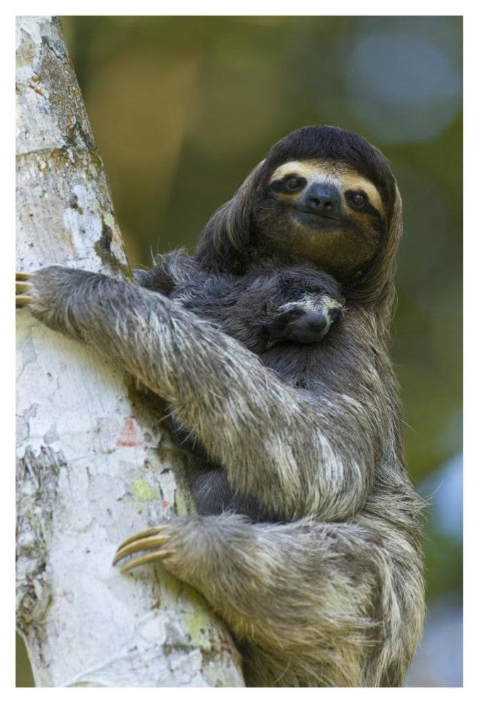 "Brown-throated 3-toed Sloth, baby, Aviarios Sloth Sanctuary" Paper Art, 26"x38"