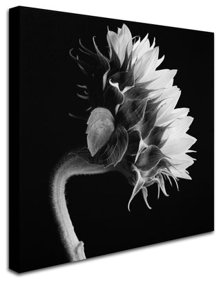 'Sunflower' Canvas Art by Michael Harrison