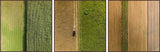 Crop Rows Triptych, 36x12