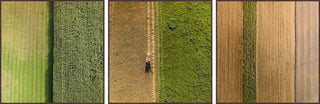 Crop Rows Triptych, 36x12