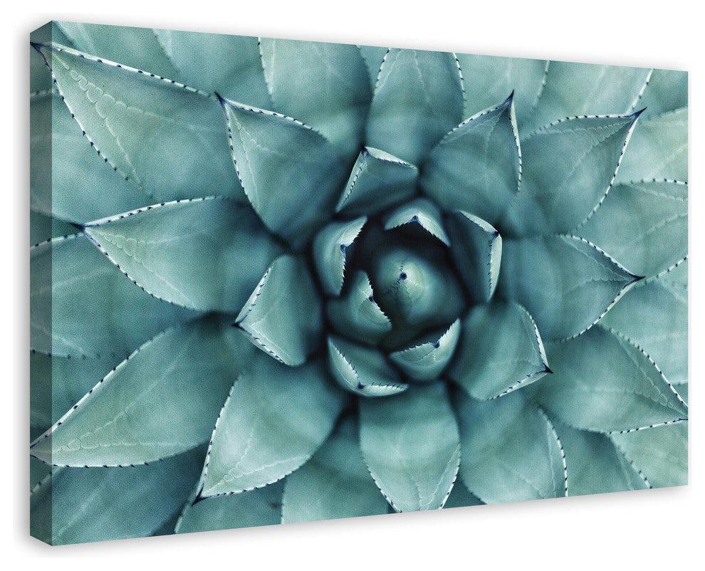 "Agave 3" Canvas Wall Art, 36"x24"