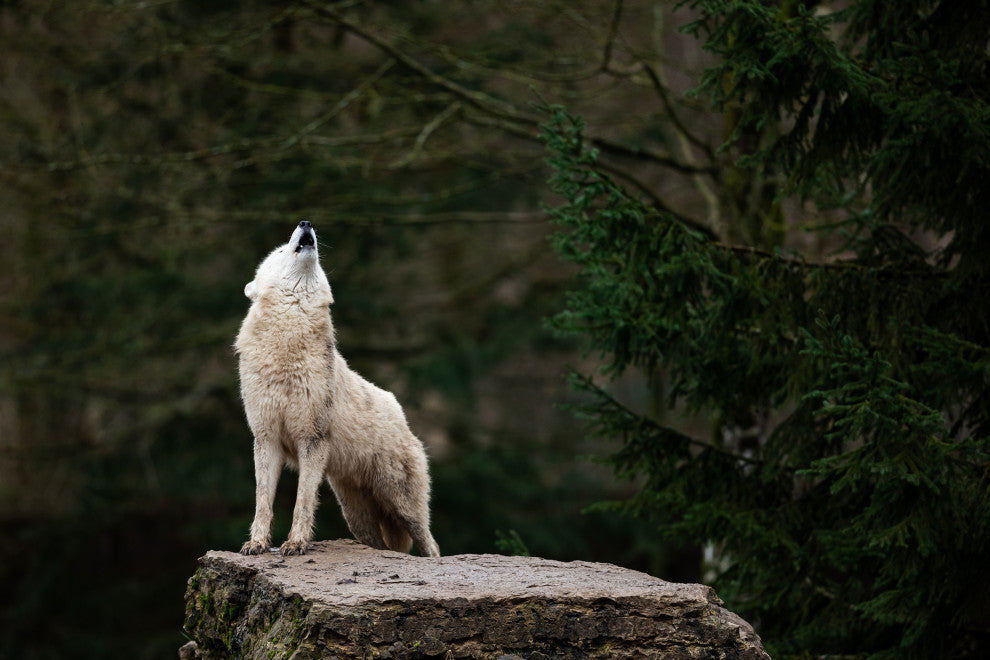 Howling White Wolf In The Forest Wildlife Photograph Canvas Wall Art Print, 24" X 36"