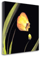 "Japanese Lanterns" By Andrew Levine, Giclee Print on Gallery Wrap Canvas