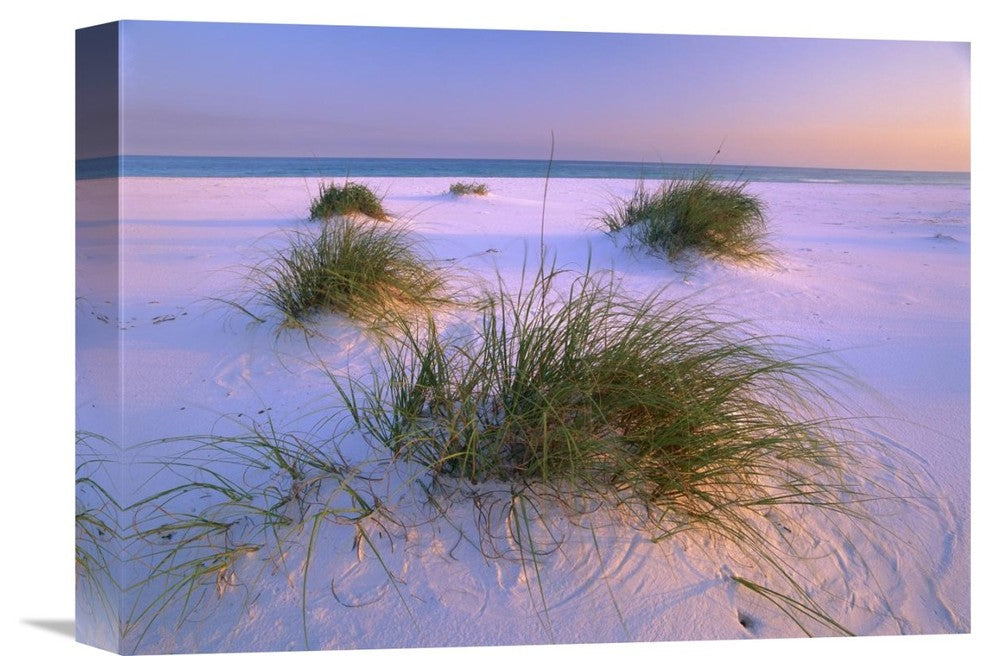 "Sea Oats, Santa Rosa Island, Gulf Islands National Seashore, Florida" Artwork