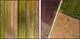 Farm Rows Diptych, 96x48