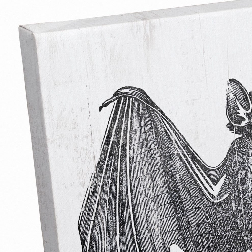 Vampire Bat 12x12 Canvas Wall Art