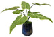 Uttermost Mari Calla Accent Plant
