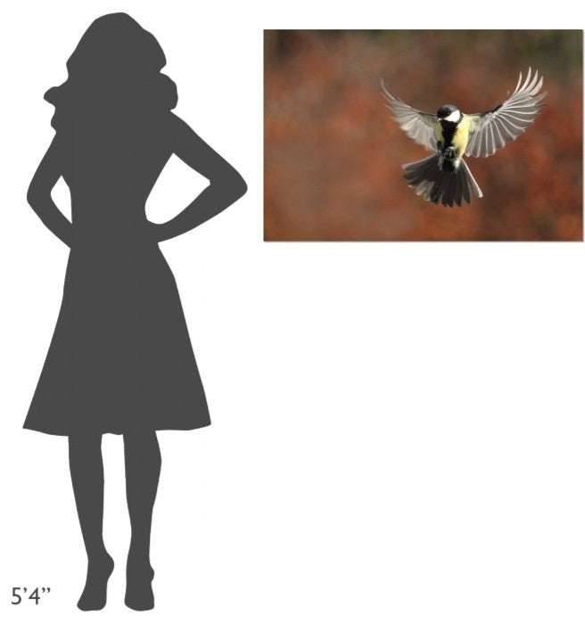 "Fly" Stretched Canvas Giclee by Barre Thierry, 36x24"