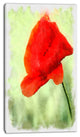 Big Red Poppy Flower Watercolor, Floral Canvas Art Print, 16"x32"