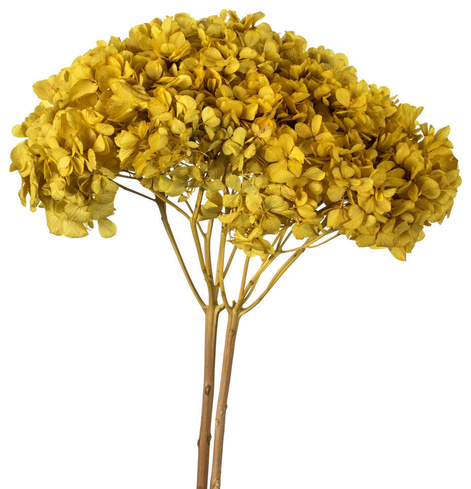 Natural Botanicals 15? Hydrangea With Multiple Branch Segments, Yellow, 15-18?