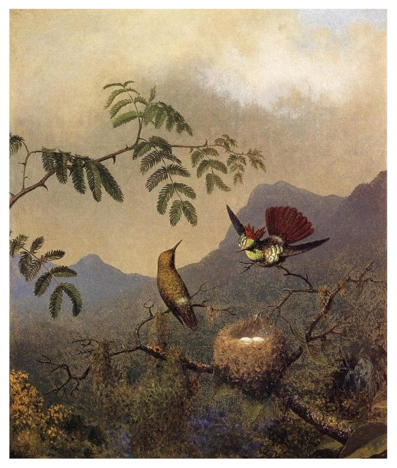 "Frilled Coquette" Digital Paper Print by Martin Johnson Heade, 15"x18"