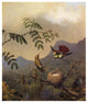 "Frilled Coquette" Digital Paper Print by Martin Johnson Heade, 15"x18"