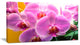 Beautiful Purple Orchid Flowers, Large Flower Canvas Art Print, 32"x16"