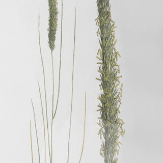 Uttermost Forest Finds Framed Prints, Set of 6