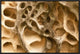 Cavernous Weathering In Sandstone Rock, Sydney, Australia, 24"x16"