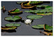 'White Lily' Canvas Art by Kurt Shaffer