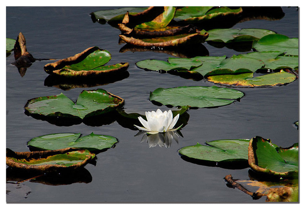 'White Lily' Canvas Art by Kurt Shaffer