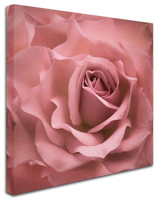 Cora Niele 'Misty Rose Pink Rose' Canvas Art