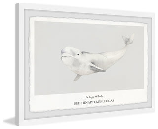 "Beluga Whale" Framed Painting Print, 36x24