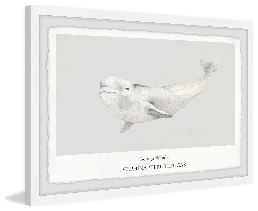 "Beluga Whale" Framed Painting Print, 36x24