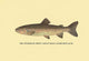 The Steelhead Trout - Gallery Wrapped Canvas Art 28" x 42"