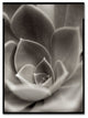 Alan Blaustein ''Florison 25'' Canvas Art, 18x24