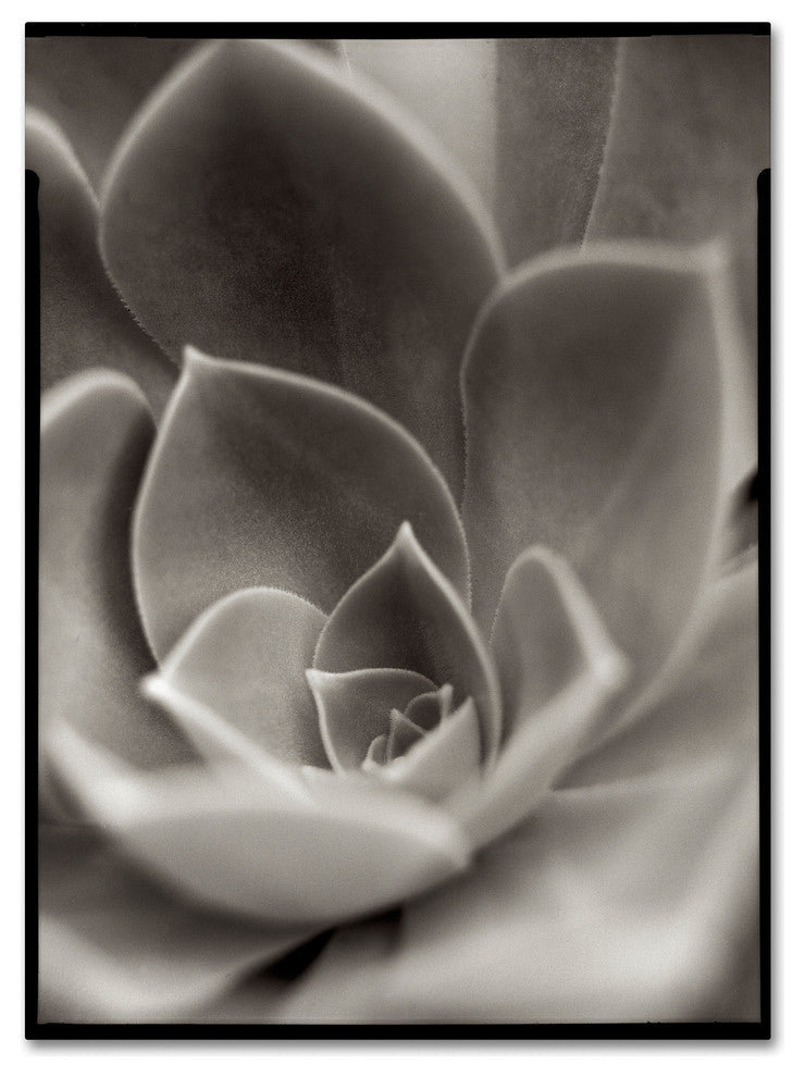 Alan Blaustein ''Florison 25'' Canvas Art, 18x24