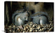 "Les Gloutons" Stretched Canvas Giclee by Joseph Decker, 22"x14"