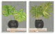Tropical Plant Fronds Monstera Interior Still Life,13 x 19