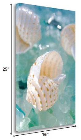 24" Seashell and Seaglass Giclee Wrap Canvas Wall Art