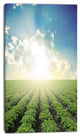 Beautiful Potato Field At Sunset, Extra Large Landscape Canvas Art, 16"x32"