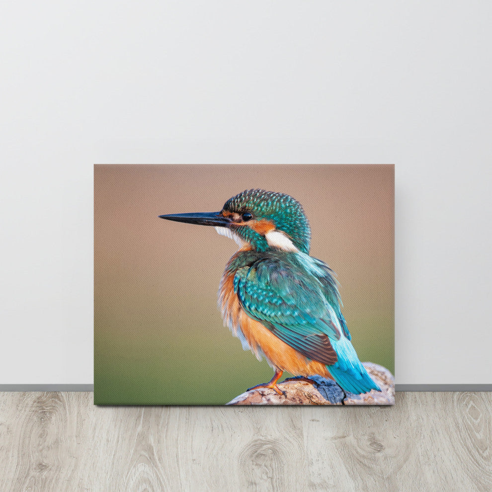 Common Kingfisher Bird on Perch Animal Wildlife Photograph Canvas Wall Art Print, 16" X 20"