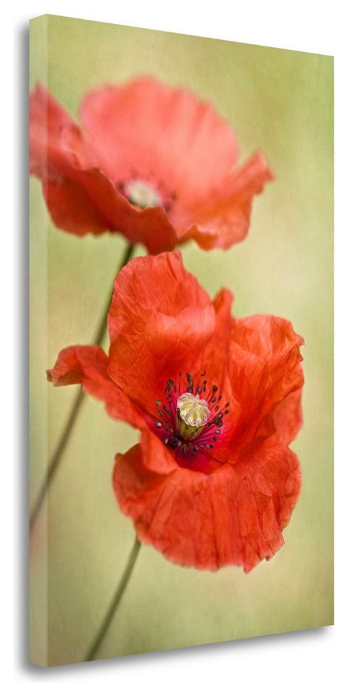 "Papaver Passion" By Mandy Disher, Giclee Print on Gallery Wrap Canvas