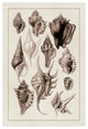 "Shells: Trachelipoda #5 (Sepia)" Digital Paper Print by G.B. Sowerby, 26"x38"