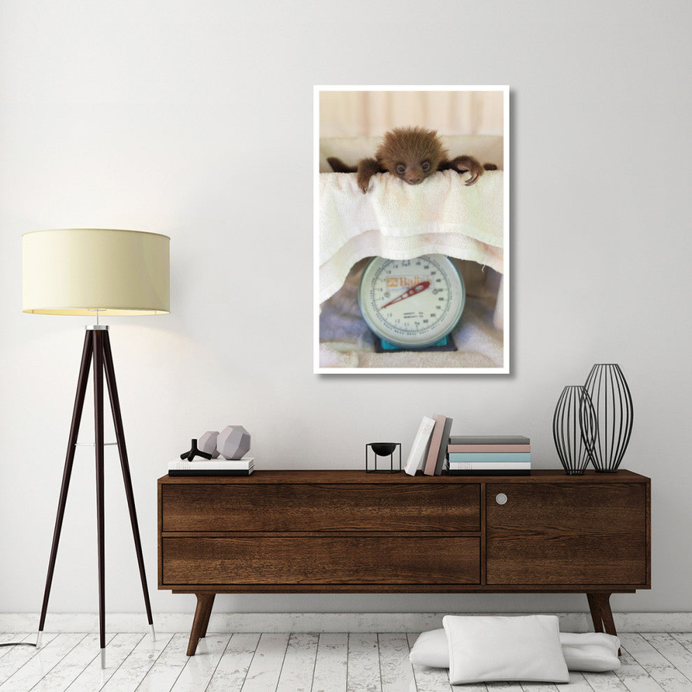 "Hoffmann's 2-toed Sloth on scale, Aviarios Sloth Sanctuary" Paper Art, 34"x50"