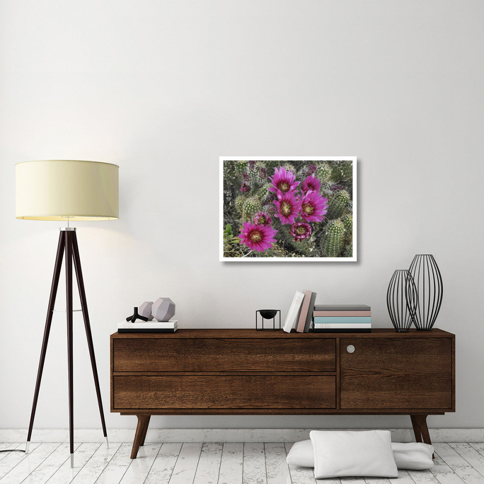 "Hedgehog Cactus flowering, Arizona" Paper Print by Tim Fitzharris, 34"x26"