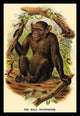 The Bald Chimpanzee - Gallery Wrapped Canvas Art 28" x 42"