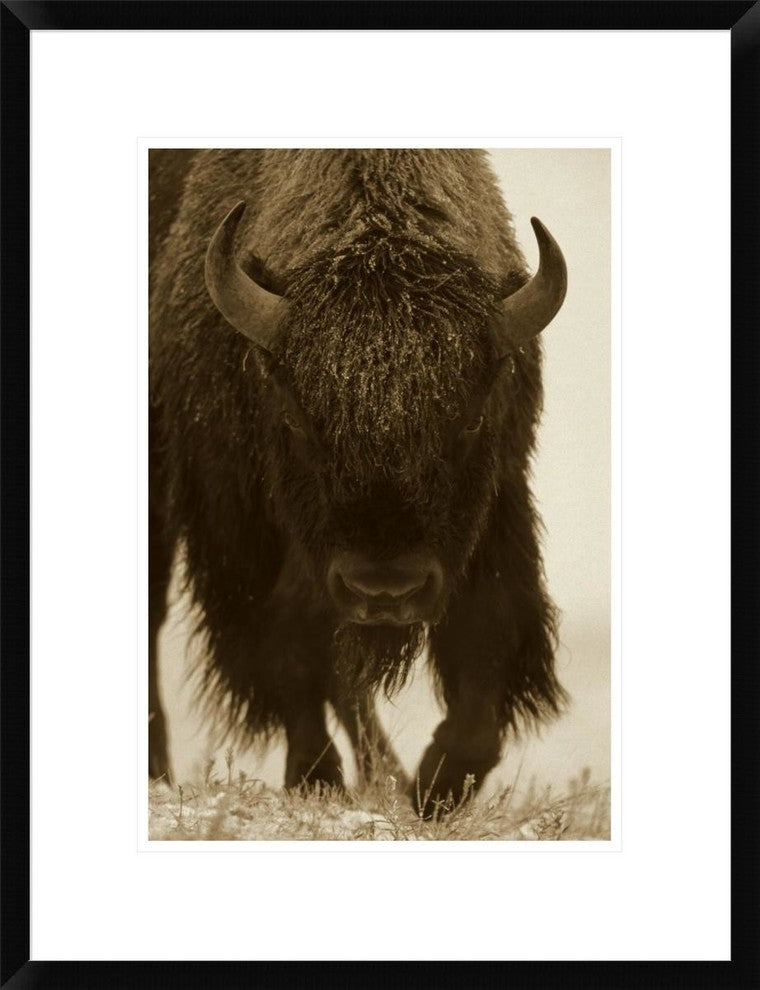 "American Bison portrait in snow, North America"  by Tim Fitzharris, 20x26"