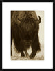 "American Bison portrait in snow, North America"  by Tim Fitzharris, 20x26"