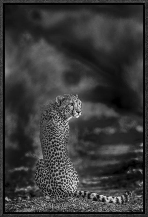 The Look Back, 12"x18"