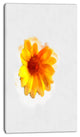 Watercolor Yellow Coreopsis Sketch, Floral Canvas Art Print, 16"x32"