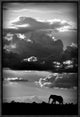 "He Walks Under An African Sky" Framed Canvas Giclee by Wildphotoart, 13x19"