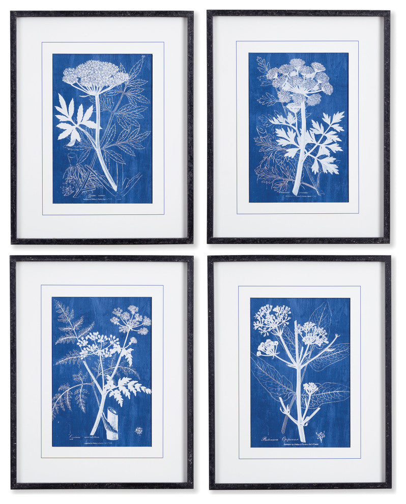 Cyanotype Queen Annes Lace Prints, Set of 4