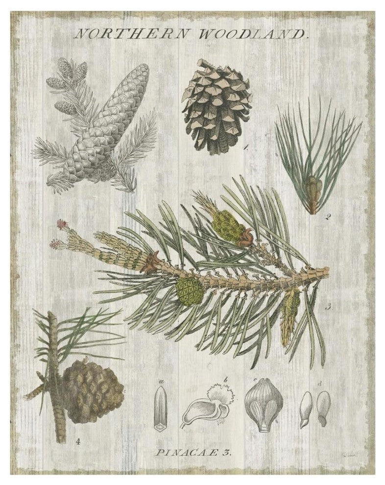 "Woodland Chart III" Digital Paper Print by Sue Schlabach, 22"x26"