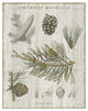 "Woodland Chart III" Digital Paper Print by Sue Schlabach, 22"x26"