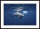 "Curious Dolphin" Framed Digital Print by Barathieu Gabriel, 44x32"