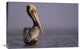 "Brown Pelican adult portrait, Texas" Canvas Giclee by Tim Fitzharris, 30"x20"