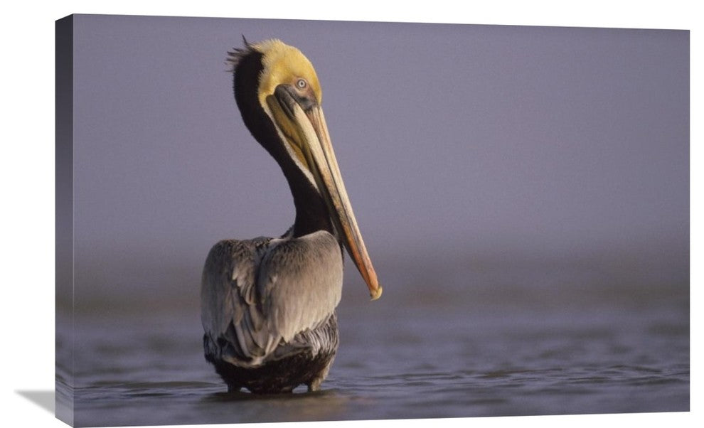 "Brown Pelican adult portrait, Texas" Canvas Giclee by Tim Fitzharris, 30"x20"